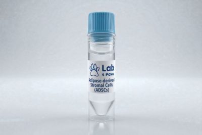 Adipose-derived Stromal Cells (ADSCs)