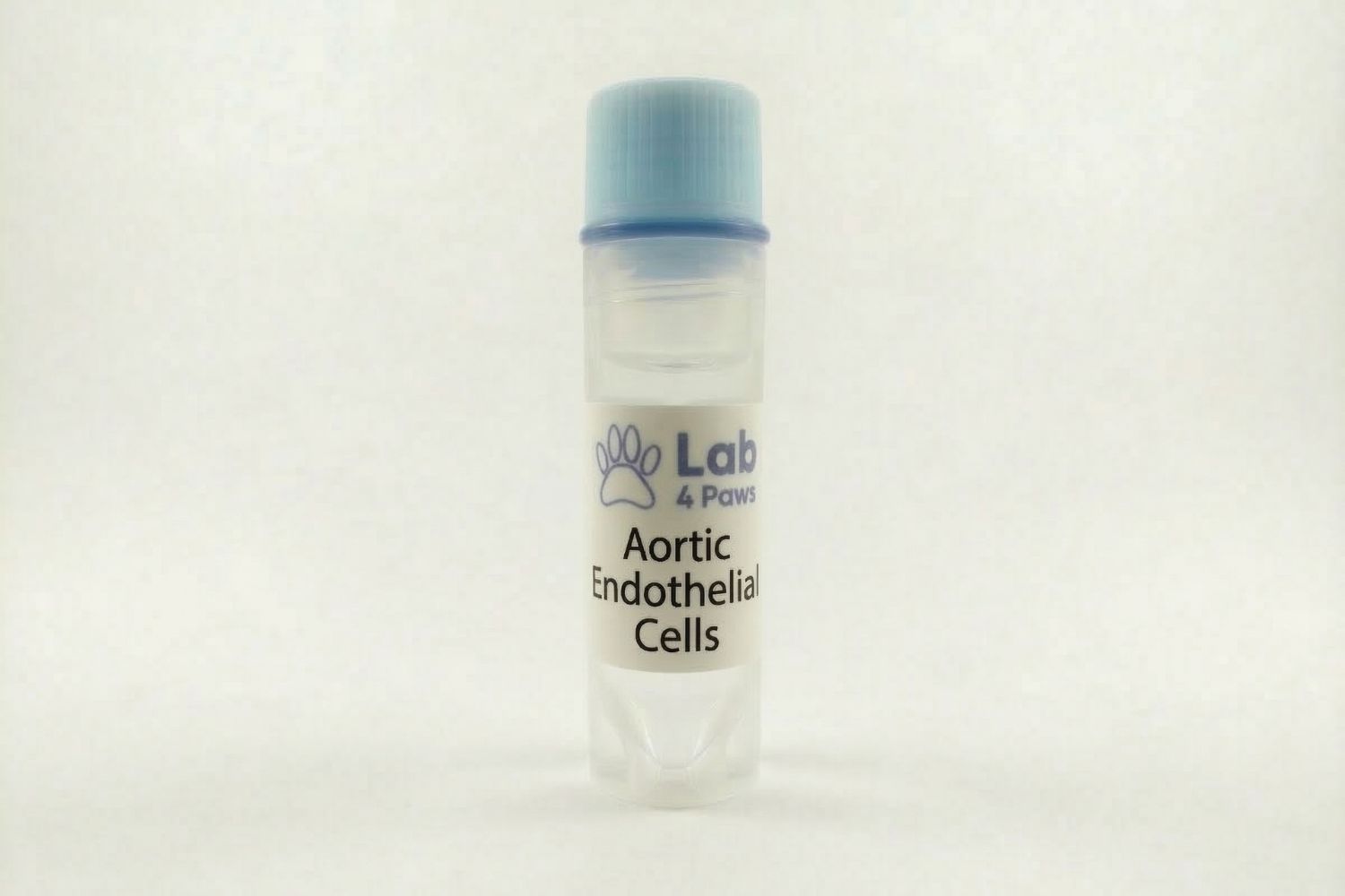 Aortic Endothelial Cells