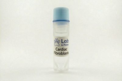 Cardiac Fibroblasts