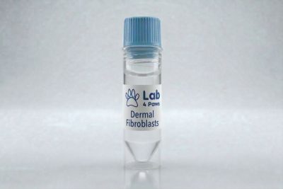 Dermal Fibroblasts