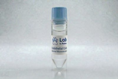 Endothelial Cells (Dermal Microvascular)
