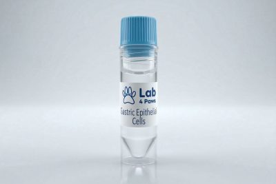 Gastric Epithelial Cells