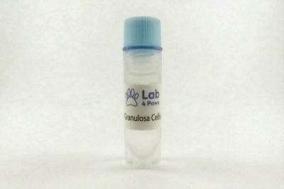 Granulosa Cells