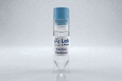 Intestinal Fibroblasts