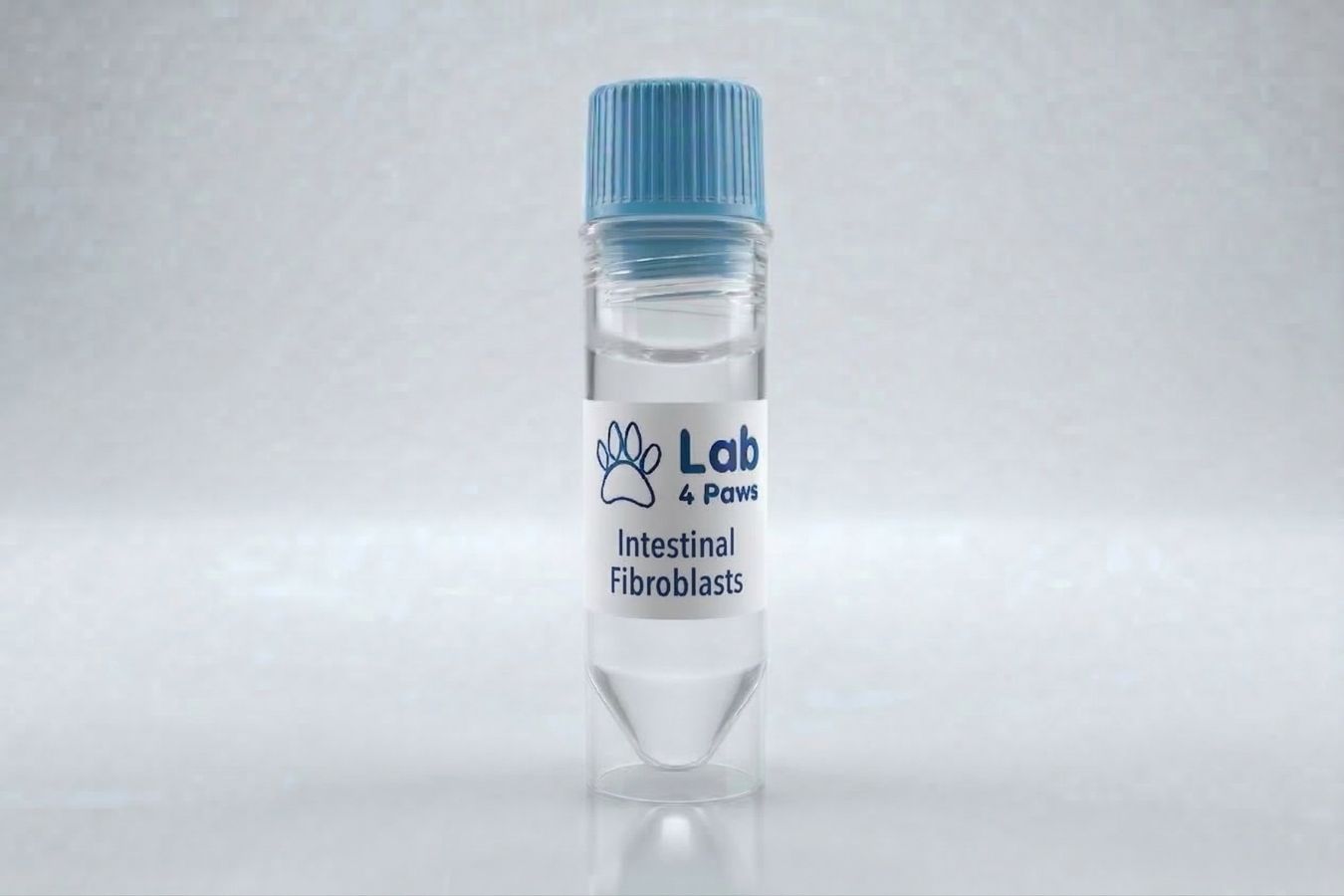 Intestinal Fibroblasts