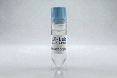 Keratinocytes