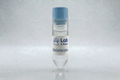 Melanocytes