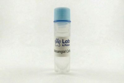 Mesangial Cells