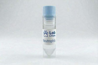Neutrophils