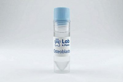 Osteoblasts