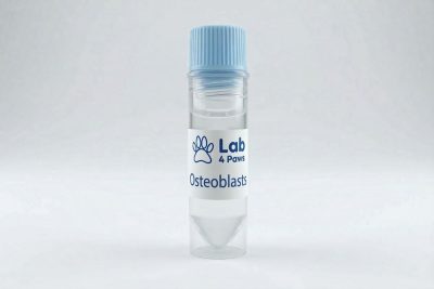 Osteoclasts
