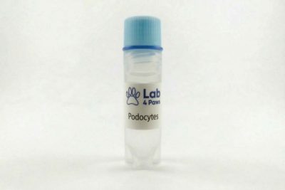 Podocytes