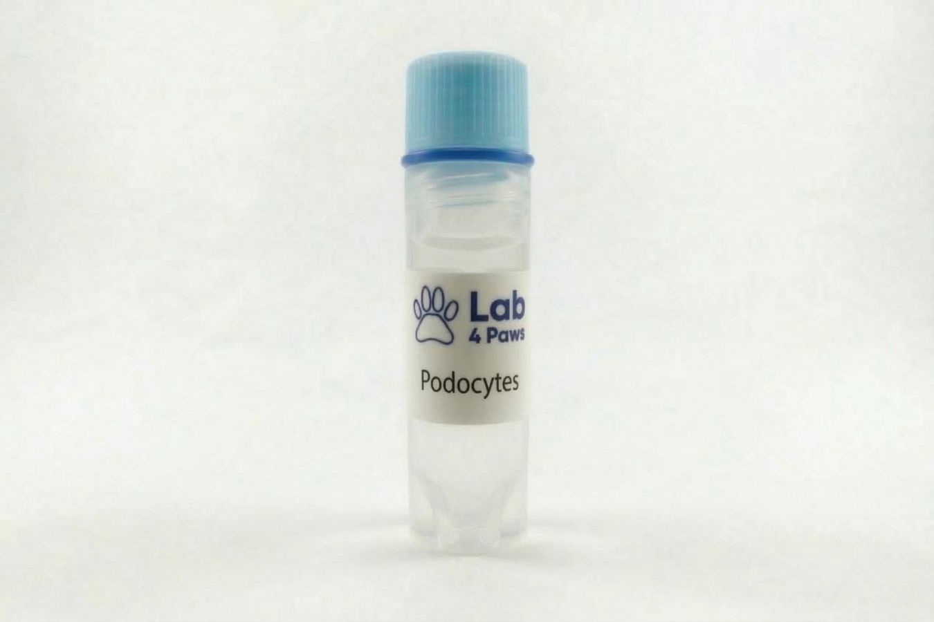 Podocytes