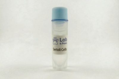 Sertoli Cells